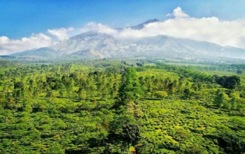 Agrowisata Teh Wonosari
